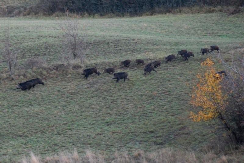 PASSIONE PER IL CERVO